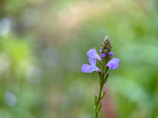 Purple flowers on nature blur background 