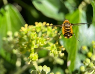 Flying bee collecting pollen from the yellow flower.  Bee flying over the yellow flower in blurry background