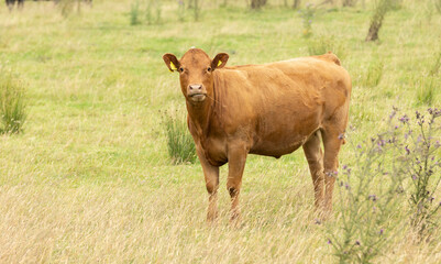  red brown standing in long grass cow facing forward looking at the camera