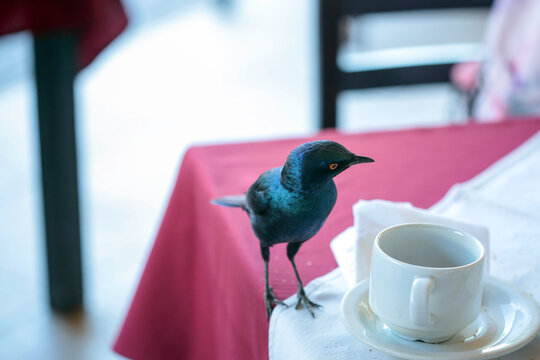 uccello che curiosa dentro alla tazza