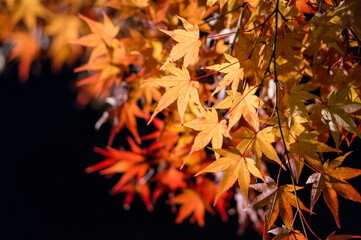 京都 曼殊院弁天堂のライトアップされた秋の紅葉