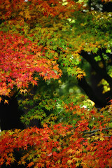 A close-up background material photo of the autumn leaves of Japanese maple that change to red color