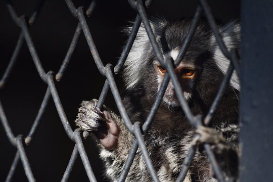 Mono triste encerrado en una jaula de metal