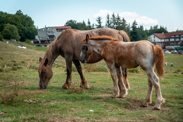 Obraz premium Mare and Foal eating grass alone with trees and mountains in the background