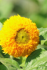 ミニひまわり　ガーデニング