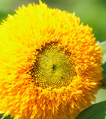 ミニひまわり　ガーデニング