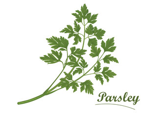 Fresh parsley on white background, isolated