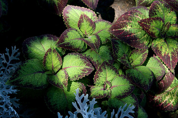 Common coleus, also known as painted nettle, botanically named os Coleus scutellarioides.
Plant...
