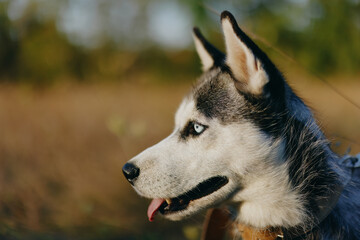 Portrait of a husky dog ​​on a leash against the background of an autumn landscape of sun-scorched grass