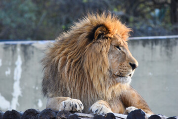 rostro de perfil de un leon macho con luz de atardecer