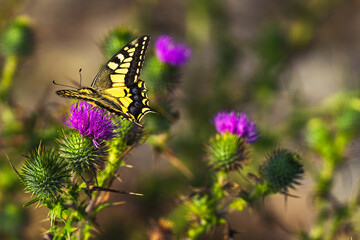 yellow and black butterfly perched on a flower