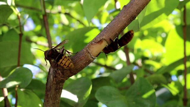 European hornets collecting wood fibers for a nest