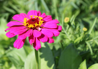 pink flower in the garden