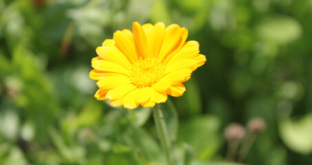 yellow flower in the grass