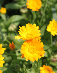 yellow flowers in the garden