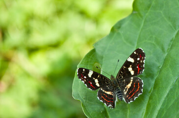 butterfly on leaf