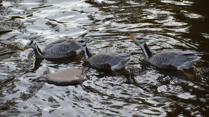 Fototapeta premium gansos nadando en el lago, se trata del ansar indio, ansar caqlvo o ganso indio, anser indicus.