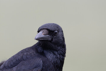 crow portrait