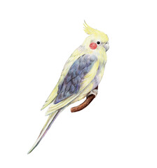 Yellow parrot corella isolated on white background, cockatiel parrot. Hand drawn illustration of tropical bird.