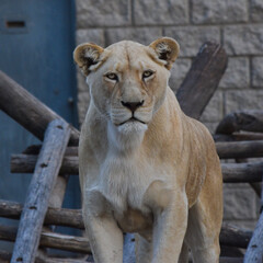 retrato de leona en posicion amenazante y segura