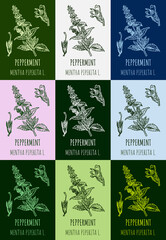 Set of vector drawings of peppermint in different colors. Hand drawn illustration. Latin name MENTHA PIPERITA L.