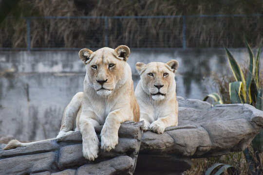 dos leonas hembras descansando al atardecer