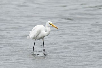 egret in a seashore