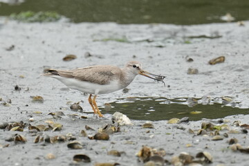 terek sandpiper in a seashore