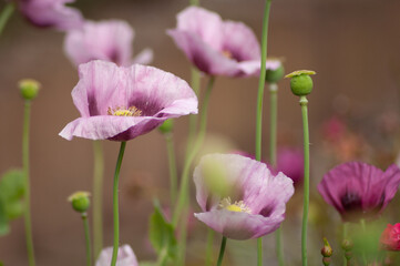 amazing purple poppies summer buds of summer flowers close up, floral background