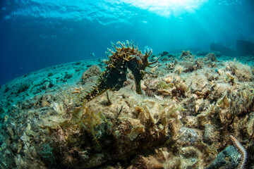 Naklejka na ściany i meble seahorse hiding among the algae