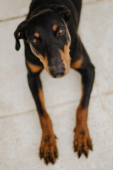 Black doberman looking up while lying on the ground
