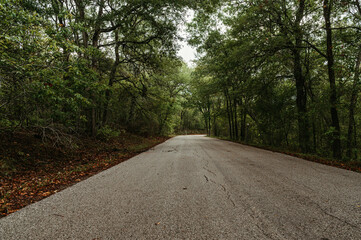 Road through Lockhart State Park