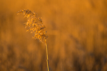 Dry plant in field in Spain