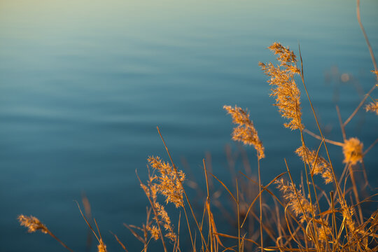 Dried plants in river - Powered by Adobe