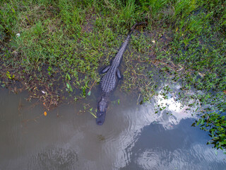 Aerial view of an American alligator