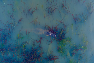 Fototapeta na wymiar Aerial view of an American alligator