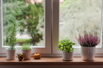 Spicy herbs, decorative pumpkins and heather on the windowsill.
