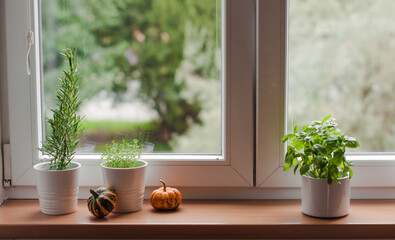White pots with spicy herbs on the windowsill and decorative pumpkins.
