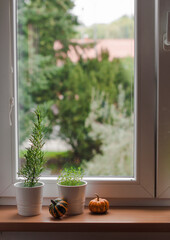 Spicy herbs and decorative pumpkins on the windowsill.