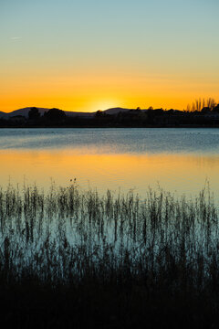 Dried plants in river