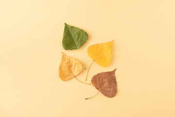 Colors of autumn leaves isolated on pastel background. Minimal season nature foliage concept.