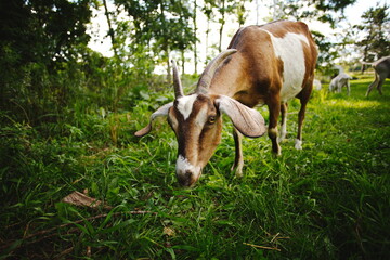 Naklejka na ściany i meble Saanan goats on a small farm in Ontario, Canada.