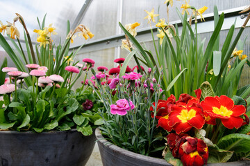Kwiaty w doniczkach.