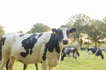 Shot of a cow looking into camera whilst it is in the field.