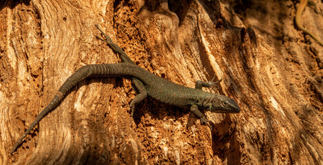 Lacerta dugesii (Lagartixa-da-madeira)