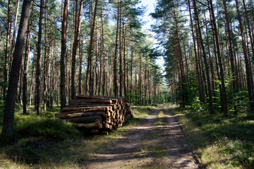 Spacer z psem w górach © dariog1973