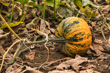 A pumpkin field with ripe Styrian pumpkins is waiting to be harvested and used for Halloween or Thanksgiving