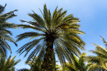 Obraz premium Palm tree againt the blue sky in the Inhotim Park at Brumadinho, Minas Gerais State, Brazil.