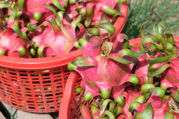 Dragon fruit farm in Vietnam.