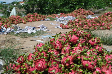 Dragon fruit farm in Vietnam.